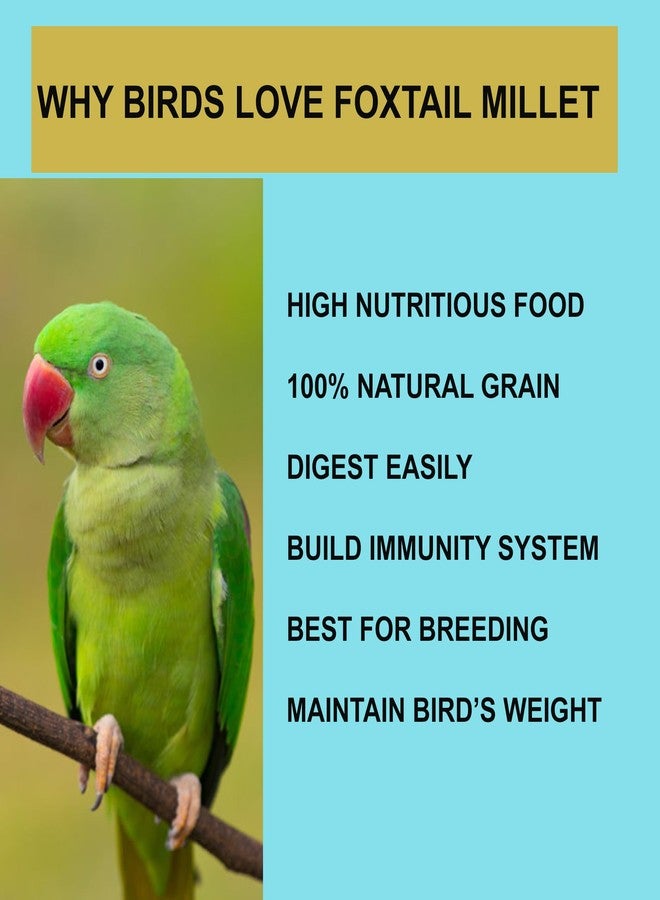 FINEWORLD Foxtail Millet Bird Food, 500g, Natural Grain Feed for Finches, Parakeets, Pigeons, Wild Birds, High Nutritious Seeds - Image 3